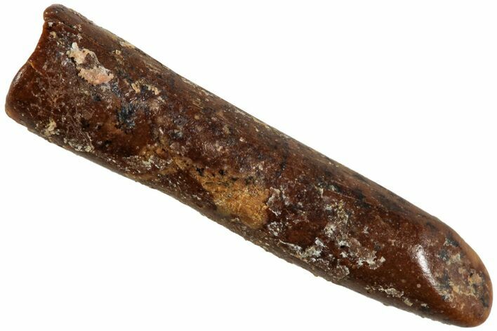 Fossil Sauropod Dinosaur (Rebbachisaurus) Tooth - Morocco #230688